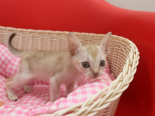 シンガプーラの子猫画像