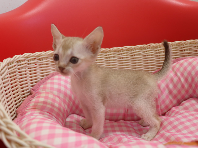 シンガプーラの子猫画像
