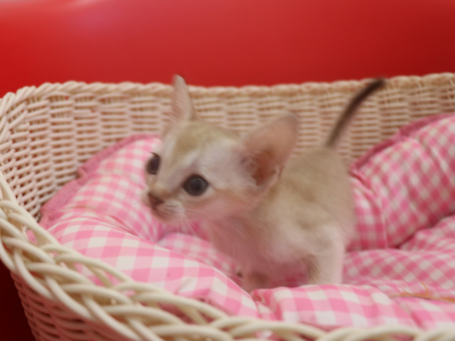 シンガプーラの子猫画像
