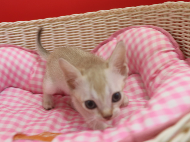シンガプーラの子猫画像