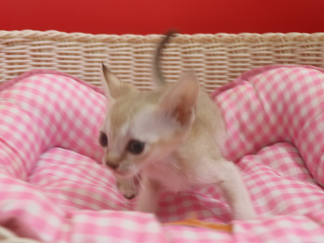 シンガプーラの子猫画像