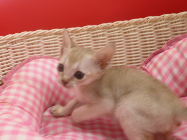 シンガプーラの子猫画像