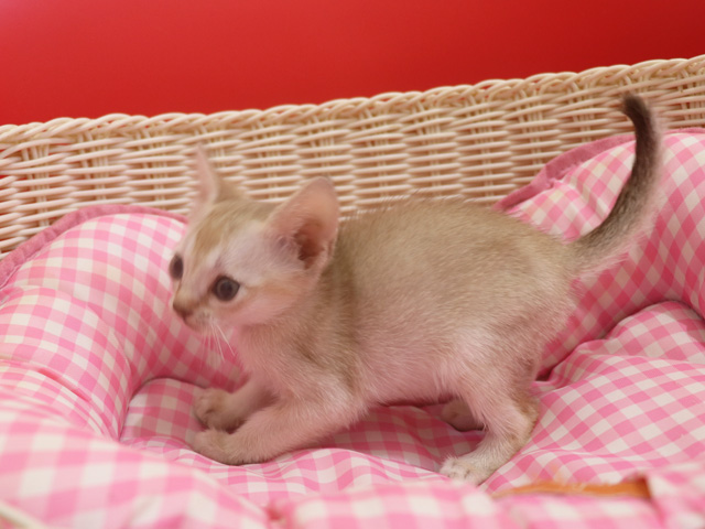 シンガプーラの子猫画像
