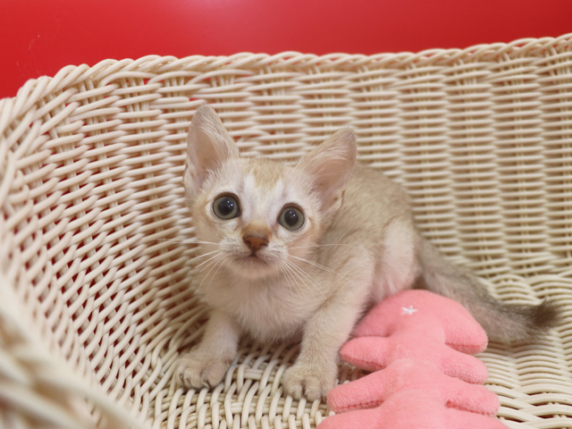 シンガプーラの子猫画像