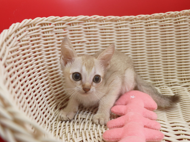 シンガプーラの子猫画像