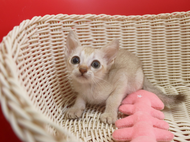シンガプーラの子猫画像