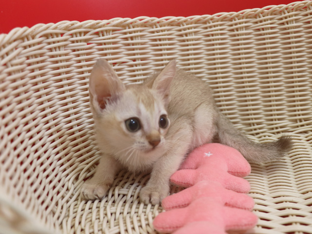 シンガプーラの子猫画像