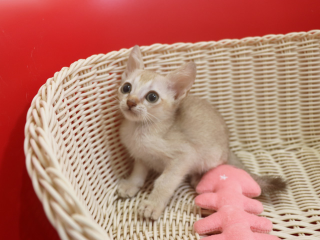 シンガプーラの子猫画像