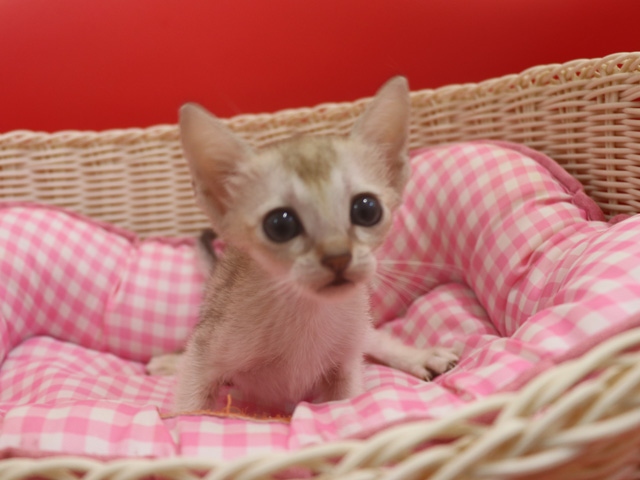 シンガプーラの子猫画像