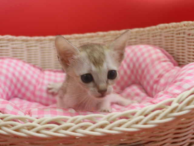 �V���K�v�[���̎q�L�摜