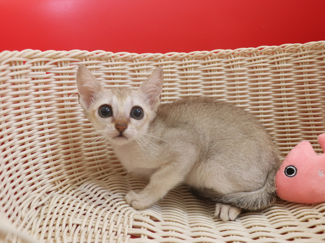 シンガプーラの子猫画像