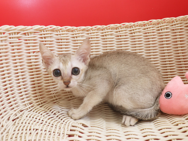 シンガプーラの子猫画像