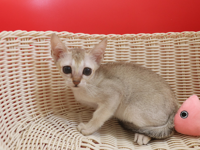 シンガプーラの子猫画像