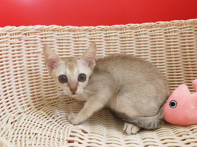シンガプーラの子猫画像