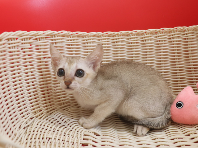 シンガプーラの子猫画像