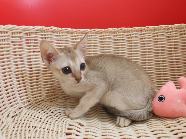 シンガプーラの子猫画像