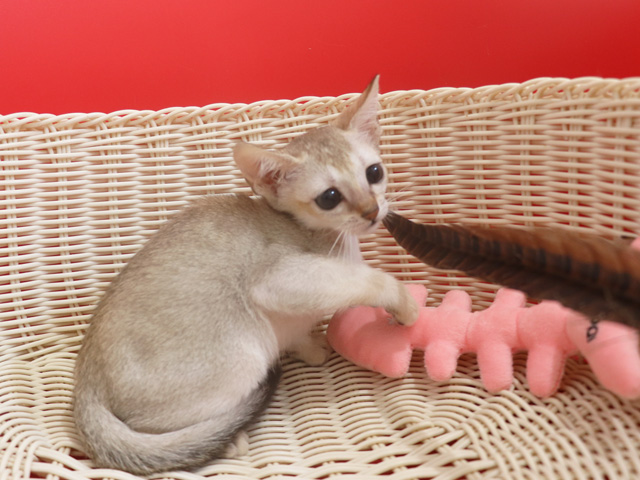 シンガプーラの子猫画像