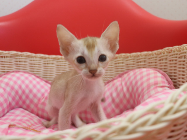 シンガプーラの子猫画像