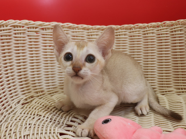 シンガプーラの子猫画像