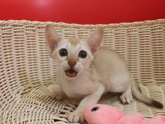 シンガプーラの子猫画像