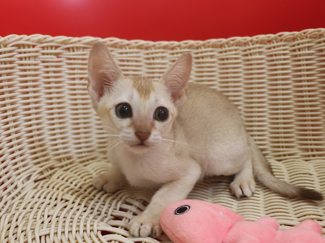 シンガプーラの子猫画像