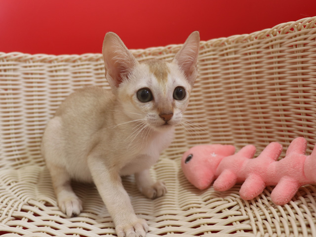 シンガプーラの子猫画像