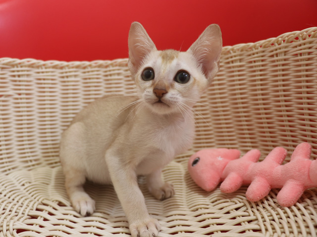 シンガプーラの子猫画像