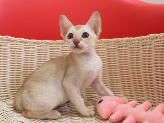 シンガプーラの子猫画像