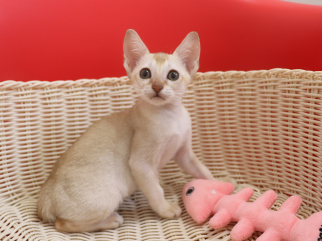 シンガプーラの子猫画像