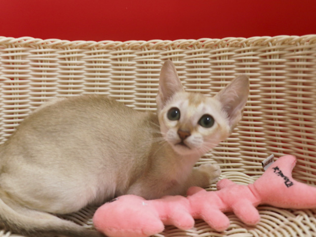 シンガプーラの子猫画像