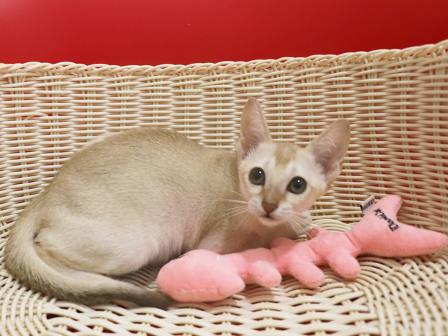 シンガプーラの子猫画像