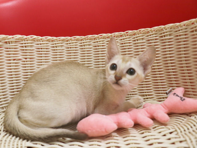 シンガプーラの子猫画像