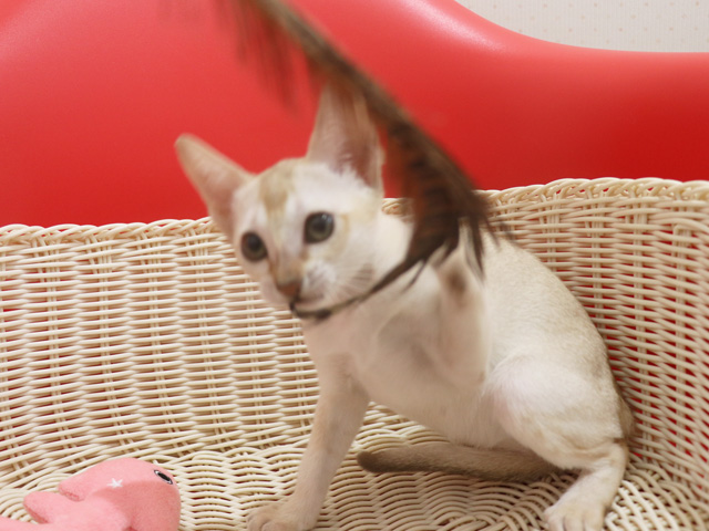 シンガプーラの子猫画像