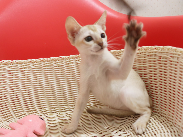 シンガプーラの子猫画像