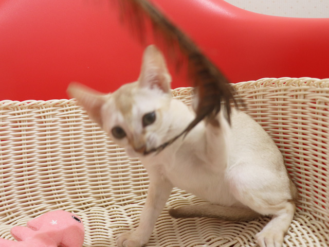 シンガプーラの子猫画像