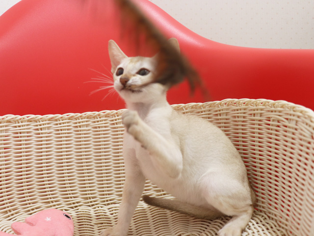 シンガプーラの子猫画像