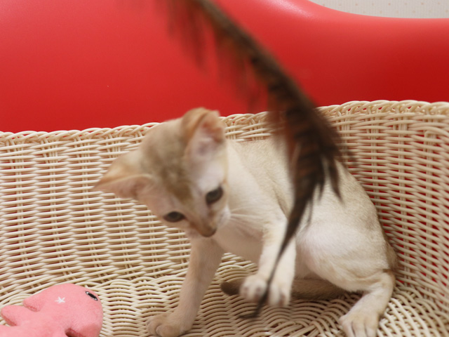 シンガプーラの子猫画像
