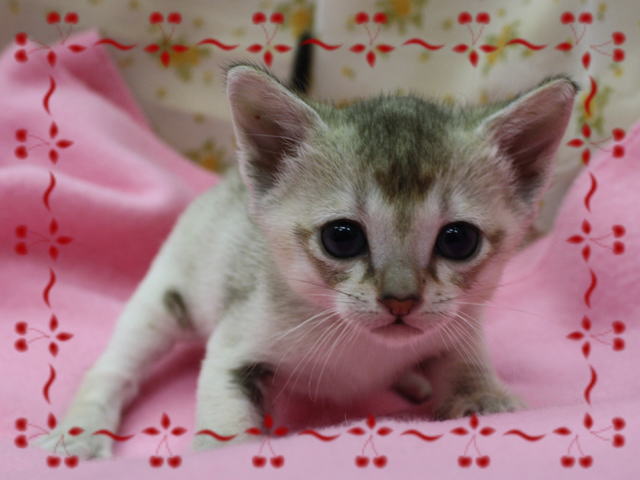 シンガプーラの子猫