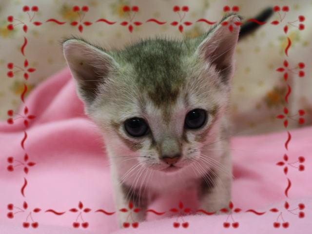 シンガプーラの子猫