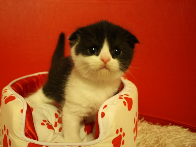 スコティッシュフォールドの子猫