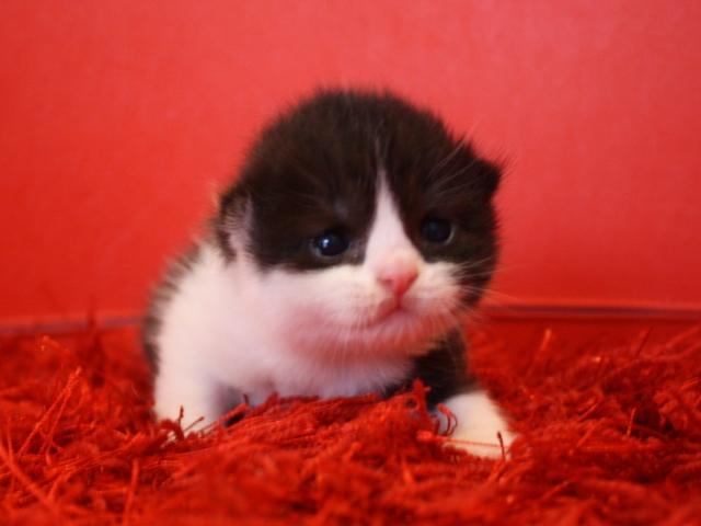 スコティッシュフォールドの子猫