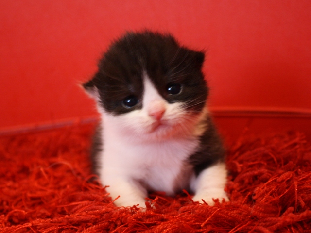 スコティッシュフォールドの子猫