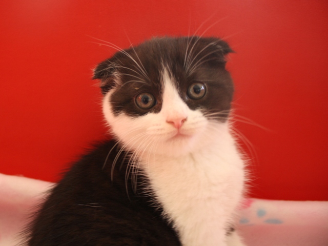 スコティッシュフォールドの子猫