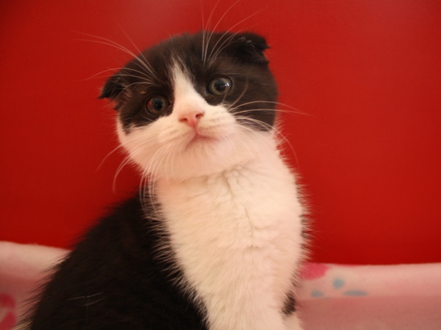 スコティッシュフォールドの子猫