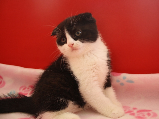 スコティッシュフォールドの子猫