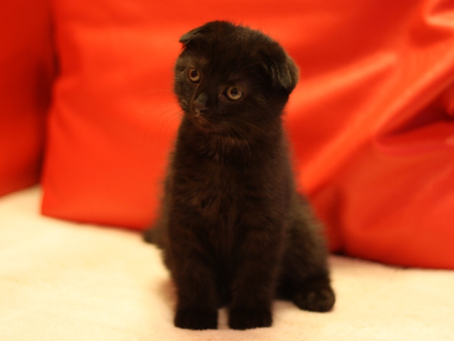 スコティッシュフォールドの子猫