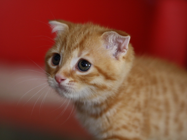スコティッシュフォールドの子猫