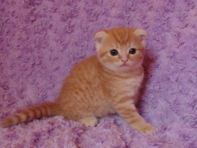 スコティッシュフォールドの子猫