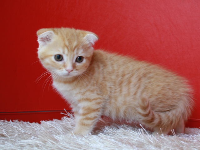 スコティッシュフォールドの子猫