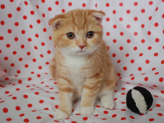 スコティッシュフォールドの子猫